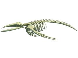 gebochelde walvis skelet anatomie 3d renderen foto