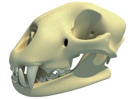 Jachtluipaard schedel dier anatomie 3d renderen Aan wit achtergrond foto