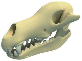 hond schedel anatomie dier 3d renderen foto