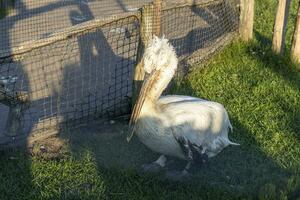 dichtbij omhoog schot van de pelikaan in de kooi in de dierentuin. gevederde foto