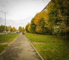 schot van de kleurrijk herfst bomen. natuur foto