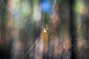 dichtbij omhoog schot van de spin web. natuur foto