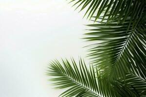 ai gegenereerd sereen palm blad banier genaden een minimalistisch achtergrond, oproepen tot kalmte en eenvoud foto