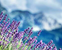 lavendel velden onder Frans Alpen foto