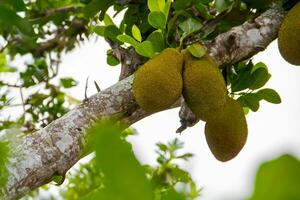 jackfruit is de naam van een type van boom, net zo goed net zo haar fruit. foto