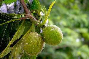 broodvrucht, cultuur, ontstaan of ontstaan is de naam van een type van boom dat bears fruit. foto