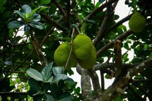 jackfruit is de naam van een type van boom, net zo goed net zo haar fruit. foto