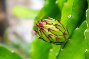 bloemen van draak fruit dat zijn ontwikkelen of groeit foto