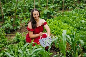 een vrouw met een glimlach in een rood jurk verzamelt sla, rucola, dille, koriander, peterselie in de tuin. groeit biologisch Groenen en kruiden voor Koken. concept van gezond aan het eten foto