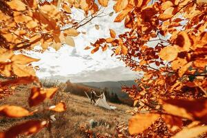 foto via herfst bladeren. bruiloft paar wandelen in de bergen. de bruidegom Leidt de bruid door de hand. de bruid jurk ontwikkelt in de wind.