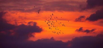 vogel migratie over- dramatisch zonsondergang foto