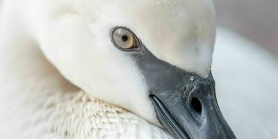 ai gegenereerd dichtbij omhoog van een wit zwaan met mooi ogen. generatief ai foto