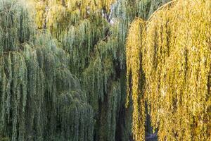 landschap schot van de mooi park. buitenshuis foto