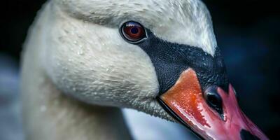 ai gegenereerd dichtbij omhoog van een wit zwaan met mooi ogen. generatief ai foto