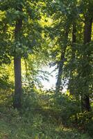 landschap schot van de vijver. natuur foto