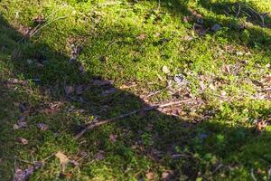 dichtbij omhoog schot van de bodem oppervlakte in de Woud. natuur foto