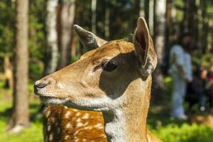 schot van de herten in de Woud. dieren foto