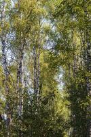 schot van de groot berk bomen. natuur foto