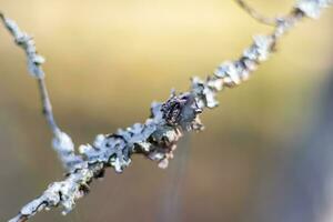 dichtbij omhoog schot van de spin web. natuur foto