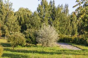 landschap schot van de mooi park. buitenshuis foto