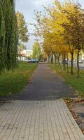 schot van de kleurrijk herfst bomen. natuur foto