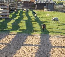 schot van de rammen en schapen. dorp foto