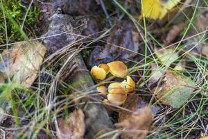 dichtbij omhoog schot van de klein paddestoel chanterelle in de Woud. natuur foto