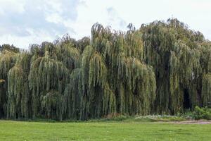 landschap schot van de mooi park. buitenshuis foto