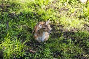 schot van de herten in de Woud. dieren foto