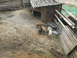 schot van de varkens en bizon in de varkensstal. dorp foto
