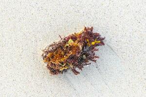 verschillend types van zeewier zee gras strand zand en water. foto