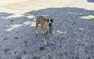 mooi vriendelijk op zoek verdwaald hond huisdier in puerto escondido Mexico. foto