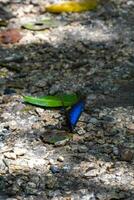 groot blauw vlinder blauw Morpho Aan de Woud vloer. foto