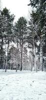 schot van de buitenshuis winter tafereel in de landelijk dorp. natuur foto