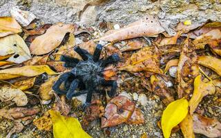 tarantula bruin zwart dood Aan de grond Mexico. foto
