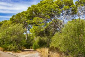 tropisch coniferen dennen en struiken Aan Mallorca Mallorca Spanje. foto