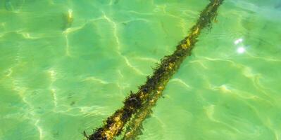 touwen in de water met mos en zee onkruid Mexico. foto