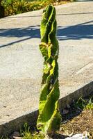 koningin van de nacht cactus cactussen fabriek in Mexico. foto