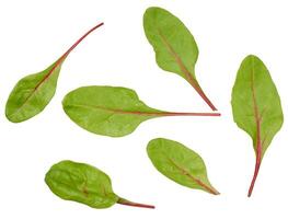 biet bladeren voor salade Aan een wit geïsoleerd achtergrond foto