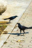 grote staart grackles vrouwtjes baby's mannetjes eten voeden elk ander. foto