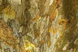 structuur van de schors van een tropisch boom oerwoud Mexico. foto