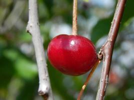 groenten en fruit eten in de tuin foto