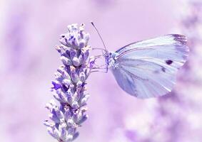 teder vlinder Aan lavendel bloem foto