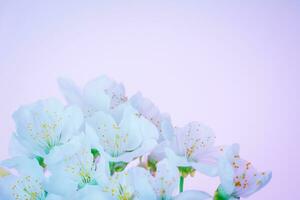 bloeiende Lentebloemen foto