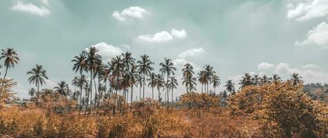 palmbomen plantage foto