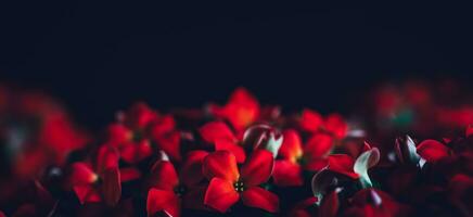 rood bloemen panoramisch grens foto