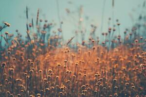 droog wilde bloemen veld- foto