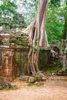 ta prohm tempel, angkor, in de buurt siem oogsten, Cambodja foto