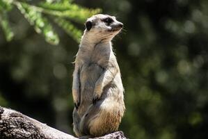 Europese grond eekhoorn spermophilus citellus, suslik, gopher foto