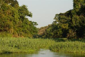 een rivier- en mooi bomen in een regenwoud Peru foto